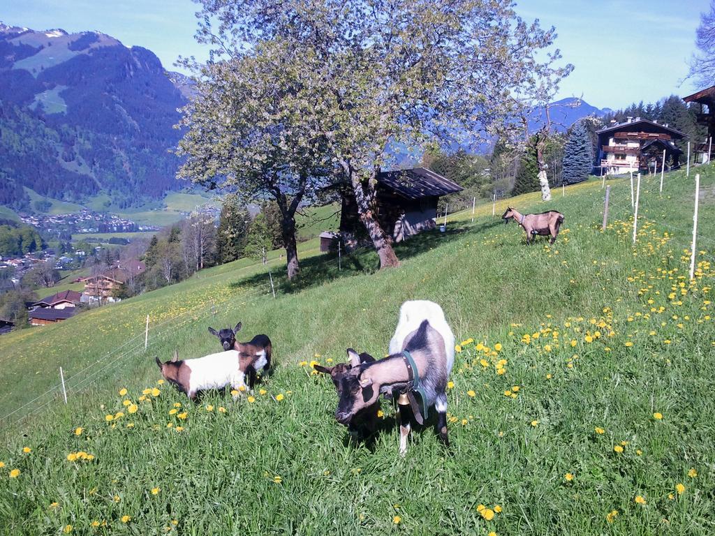 Апартаменты Hof Hamoos Кицбюэль Экстерьер фото
